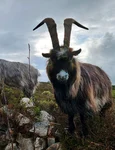 Capre irlandeze (© Old Irish Goat Society)