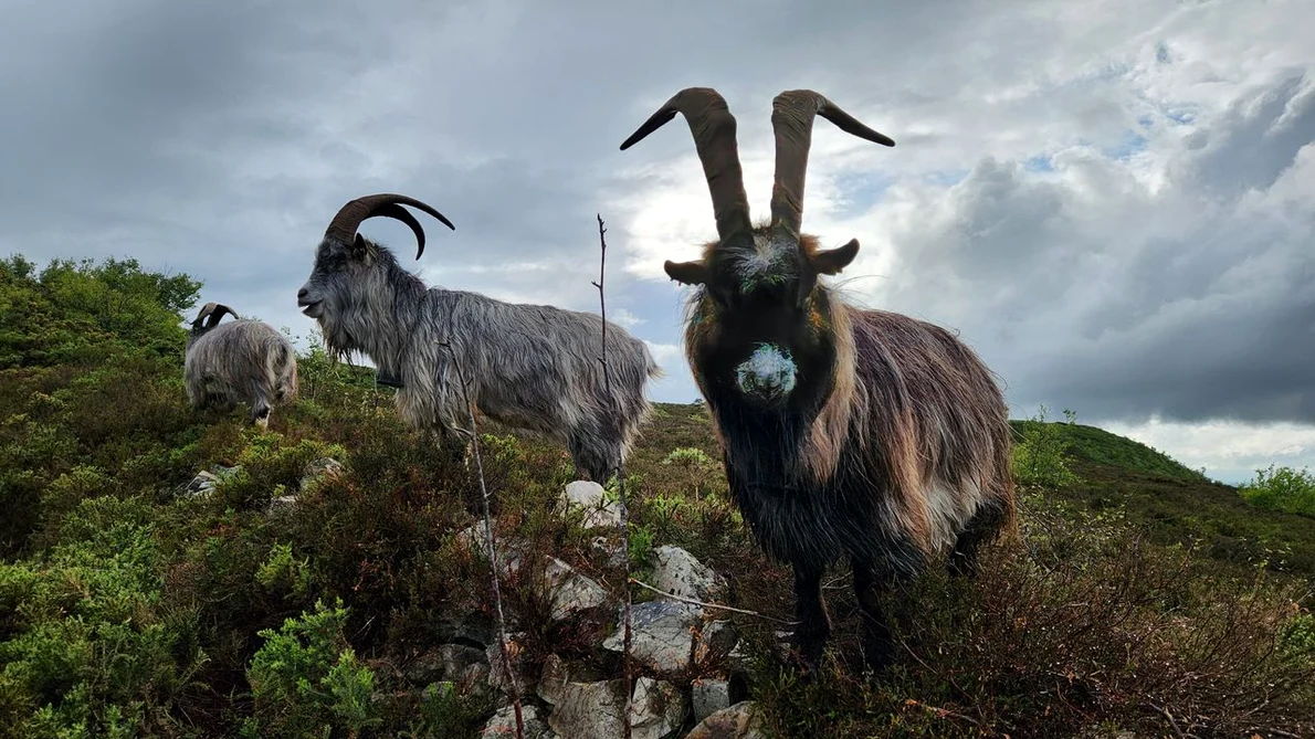Capre irlandeze (© Old Irish Goat Society)