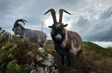 Capre irlandeze (© Old Irish Goat Society)