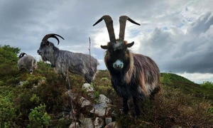 Capre irlandeze (© Old Irish Goat Society)