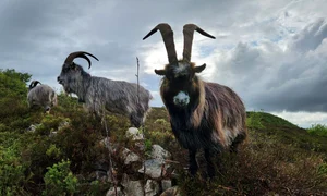 Capre irlandeze (© Old Irish Goat Society)