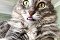 pisisca istock jpg