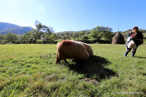 Lunca Cernii Foto Daniel Guță ADEVĂRUL (107) JPG