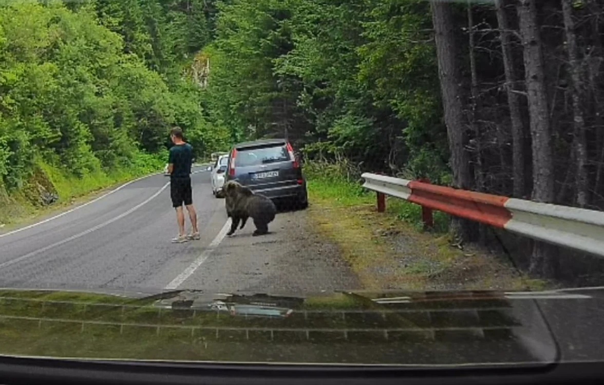 Un urs s-a apropiat la doar câțiva centimetri de un turist. FOTO: captură video