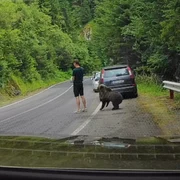 Un urs s-a apropiat la doar câțiva centimetri de un turist pe Transfăgărășan. FOTO: captură video