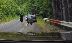Un urs s-a apropiat la doar câțiva centimetri de un turist pe Transfăgărășan. FOTO: captură video
