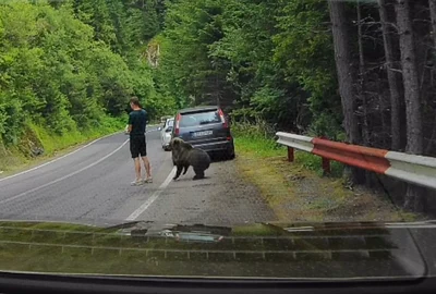 Un urs s-a apropiat la doar câțiva centimetri de un turist pe Transfăgărășan. FOTO: captură video