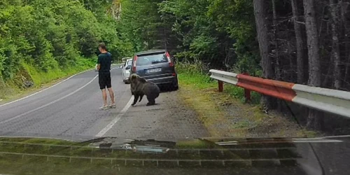 Un urs s-a apropiat la doar câțiva centimetri de un turist pe Transfăgărășan. FOTO: captură video