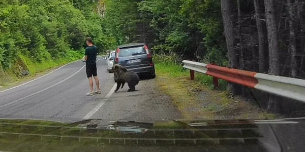 Un urs s-a apropiat la doar câțiva centimetri de un turist pe Transfăgărășan. FOTO: captură video