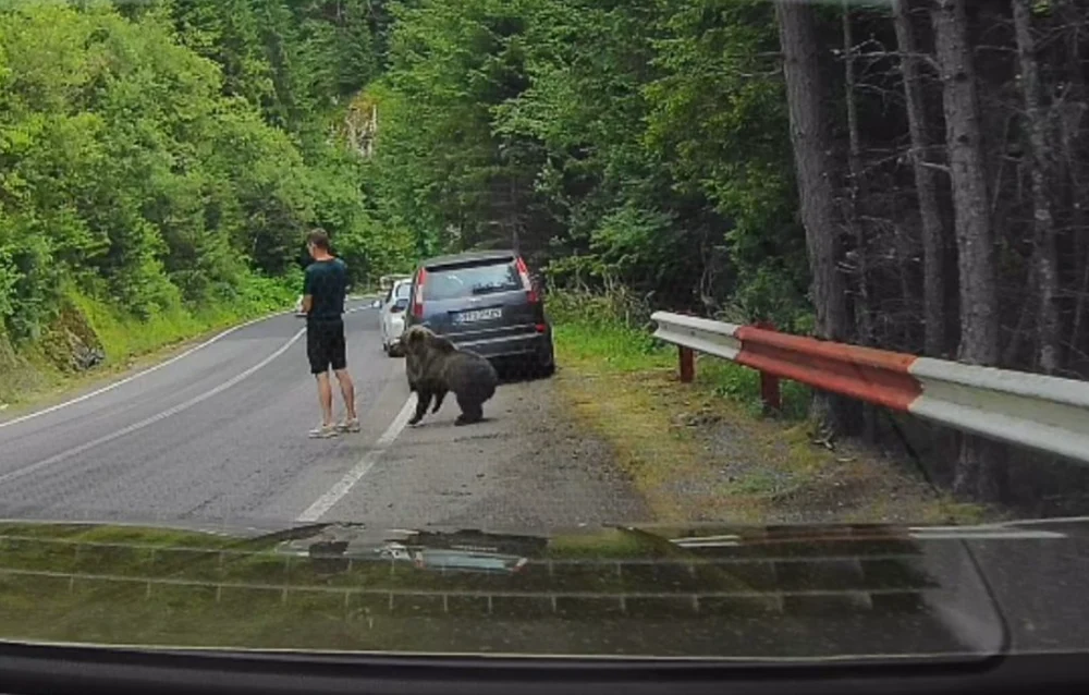 Întâlnire periculoasă cu un urs pe Transfăgărășan. Turistul nu a schițat niciun gest și a scăpat nevătămat
