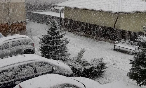 ninsori in suceava jpg