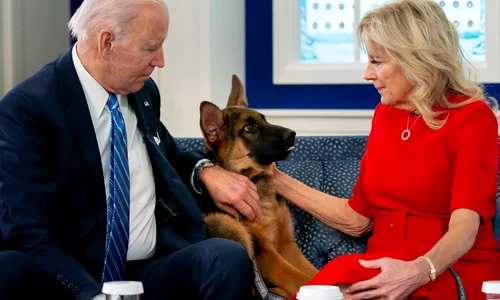 1 cainele lui joe biden de la casa alba cionbanesc german commander 7 jpg jpeg