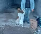 Cățeii locuiau pe străzi, într-un garaj neterminat FOTO: Help Lăbuș
