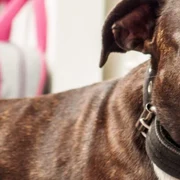 Caine pitbull FOTO Shutterstock 