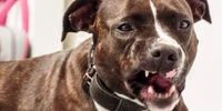 Caine pitbull FOTO Shutterstock 