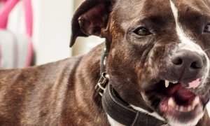 Caine pitbull FOTO Shutterstock 