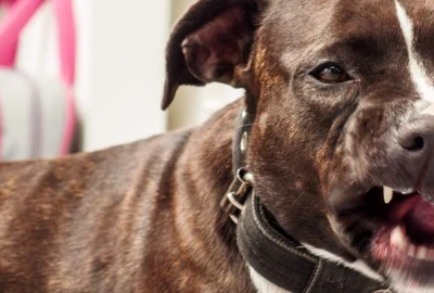 Caine pitbull FOTO Shutterstock 