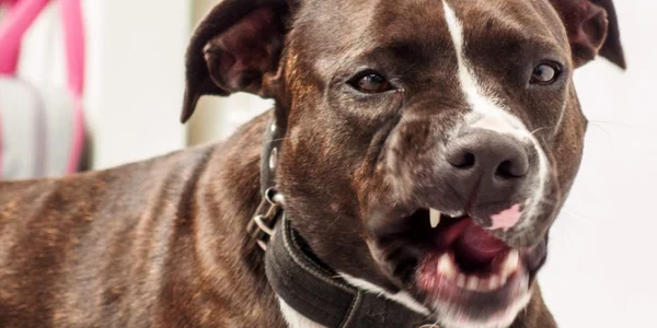 Caine pitbull FOTO Shutterstock 