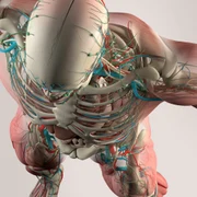 Corp uman 3D medicina viitor FOTO Shutterstock