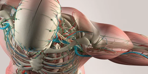 Corp uman 3D medicina viitor FOTO Shutterstock