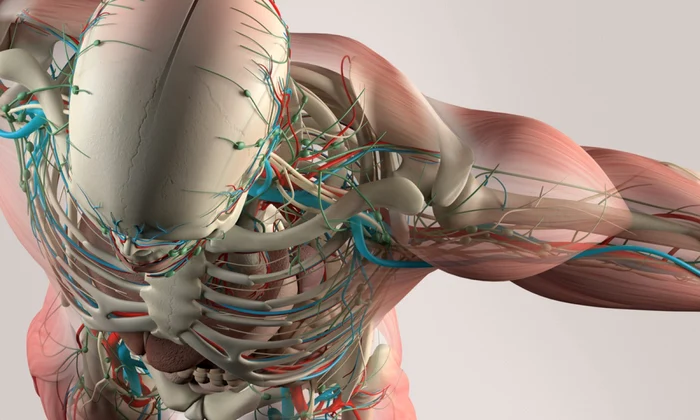 Corp uman 3D medicina viitor FOTO Shutterstock