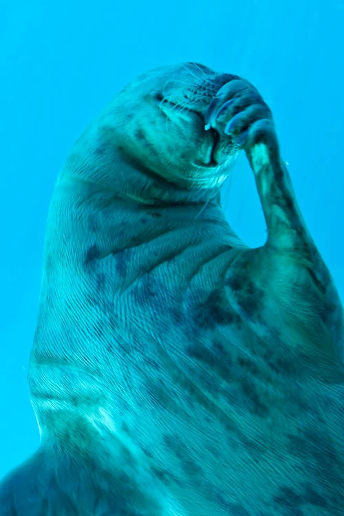 foca (foto: caters)