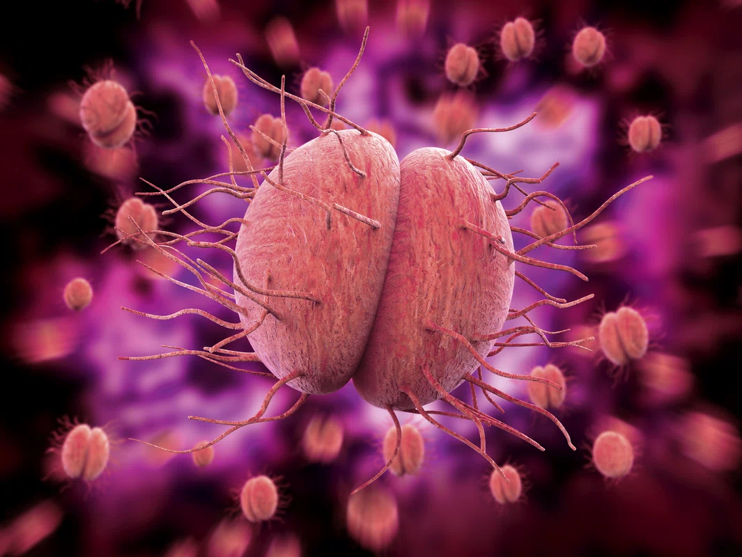 2 bacteria gonoreea 792362311 jpg jpeg