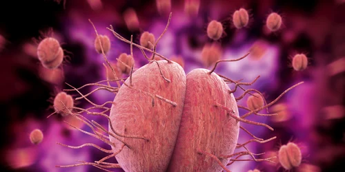 2 bacteria gonoreea 792362311 jpg jpeg