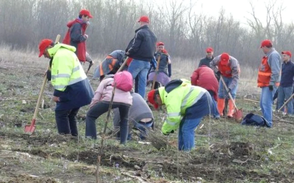 În păduri vor fi plantaţi pomi precum nucul comun, frasini, paltini de câmp şi tei Foto: Adevărul