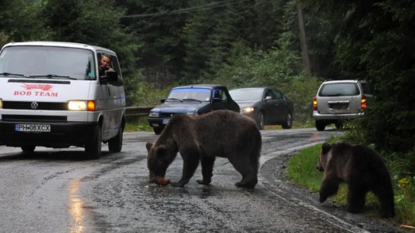 Două alerte legate de prezenţa urşilor la Tuşnad Băi într-o singură noapte FOTO brasov metropolitan