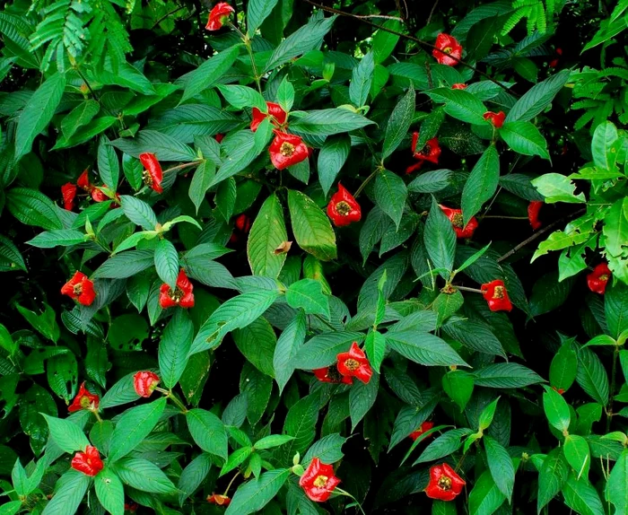 Planta buzelor fierbinți este de fapt un arbore pitic, care crește în pădurile tropicale