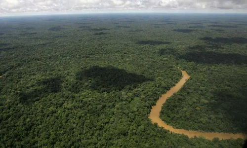 Jungla Amazon FOTO AP 