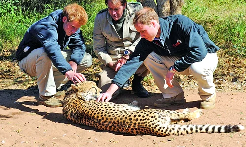 Prinţii de Wales au avut  curajul să se apropie chiar  şi de un leopard jpeg