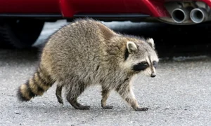 Raton, foto Shutterstock jpg