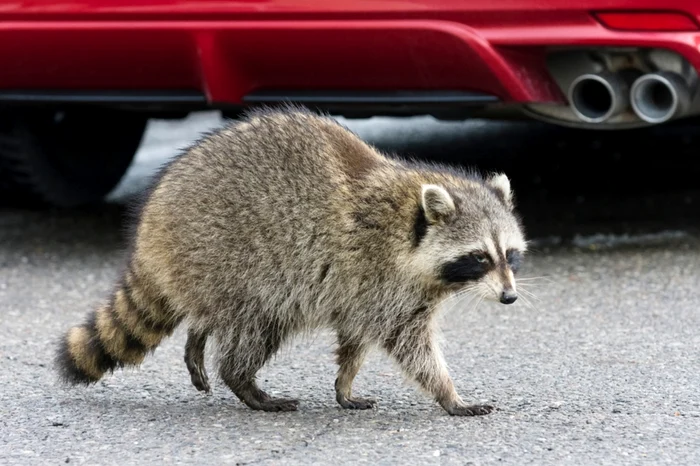 Un raton a luat prin surprindere polițiștii americani / Foto: Shutterstock