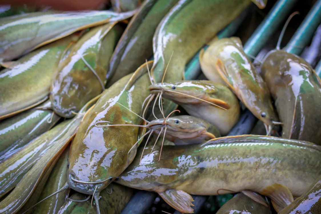 
    Somnul african poate dezechilibra grav ecosistemul din Delta DunăriiSursa foto: Shutterstock  