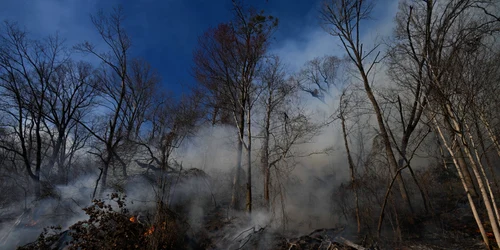 Incendii de proporții în SUA: Stare de urgență în Carolina de Sud FOTO Profimedia