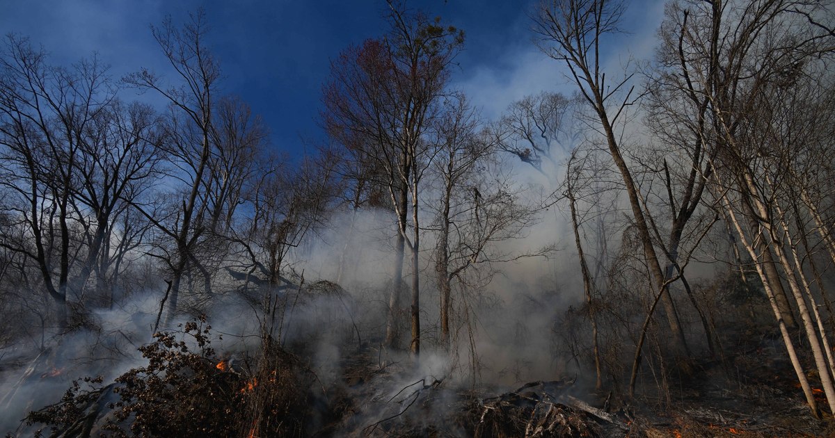 Incendii devastatoare în SUA: Carolina de Sud declară stare de urgență