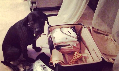 media 138441705533709300 jpeg