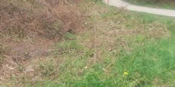 defrisare mocanita apuseni
