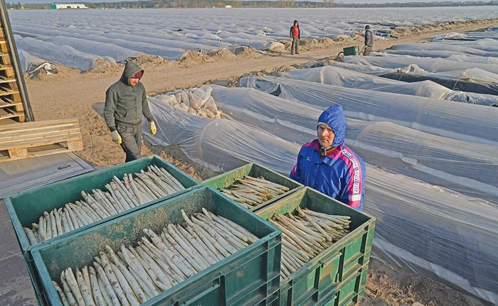 În plină pandemie, Germania, Olanda şi Belgia au nevoie de sute de lucrători sezonieriFoto: Gettyimages