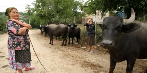 Cu bivolii, prin Palilula