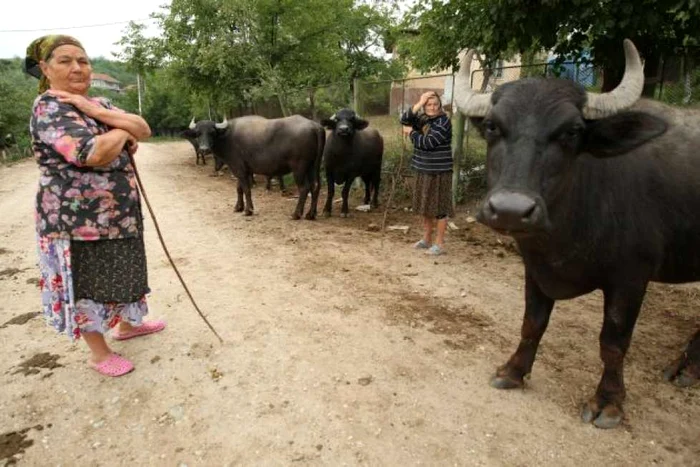 Cu bivolii, prin Palilula