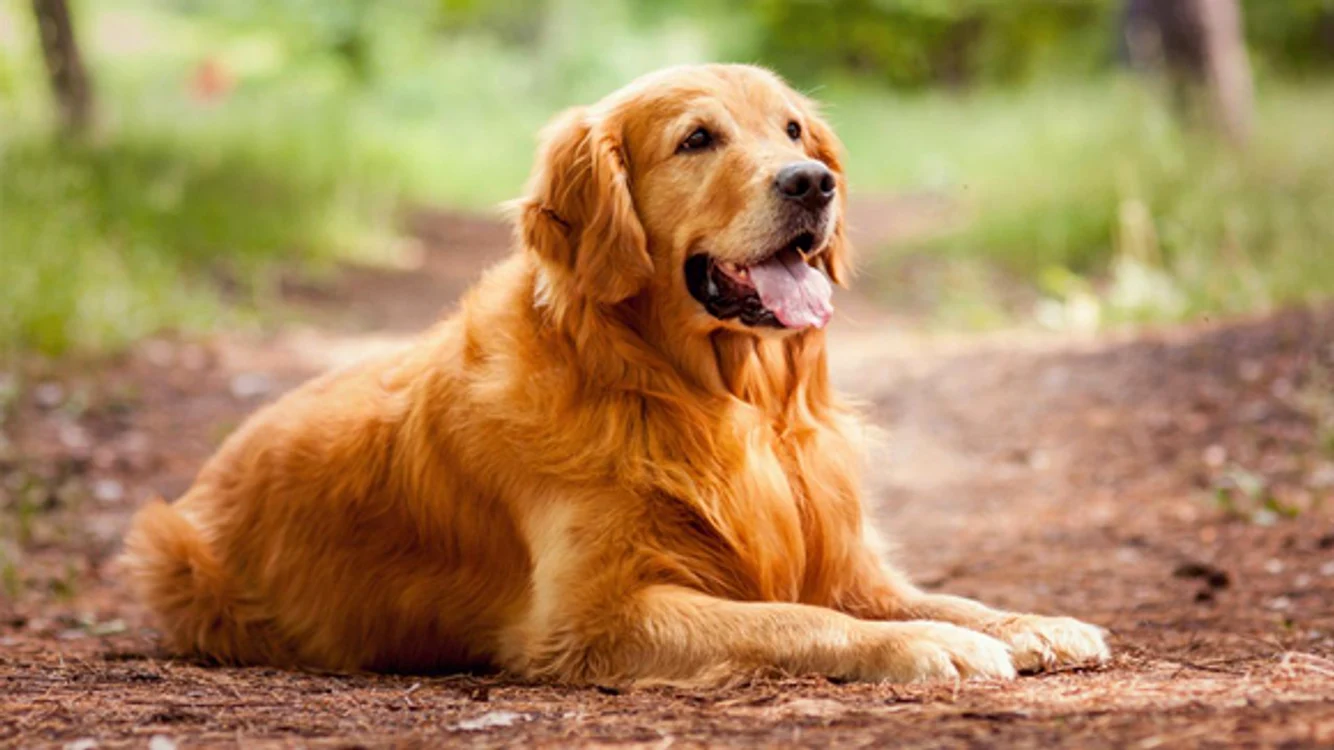 Golden Retriever este o rasă de câini de vânătoare populari în Scoția