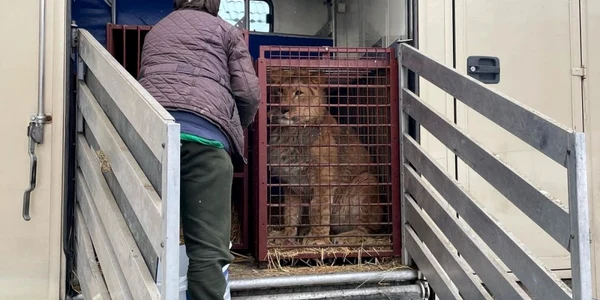 animale evacuate din Ucraina foto Twitter UAnimals Naturewatch Foundation
