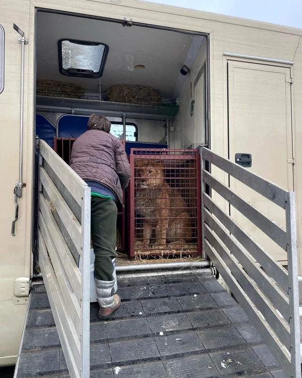 La un moment dat, camionul încărcat cu animale a fost nevoit să oprească şi să staţioneze toată noaptea după ce s-a întâlnit cu tancurile ruseşti Foto: Twitter  UAnimals, Naturewatch Foundation