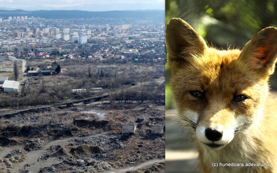 Sălbăticirea din fostele orașe industriale. Fenomenul apărut pe ruinele epocii comuniste VIDEO