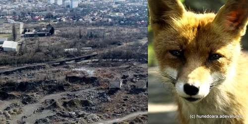 Vulpile au devenit prezențe obișnuite în Hunedoara Foto Daniel Guță jpg