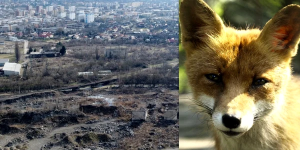Vulpile au devenit prezențe obișnuite în Hunedoara  Foto Daniel Guță jpg