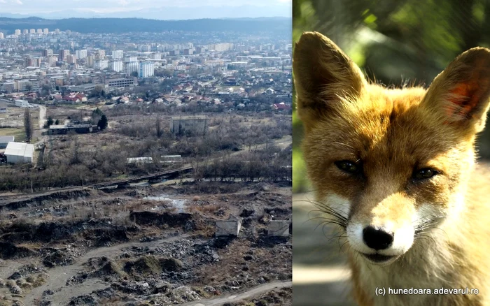 Vulpile au devenit prezențe obișnuite în Hunedoara. Foto: Daniel Guță. ADEVĂRUL